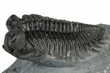 Bug-Eyed Coltraneia Trilobite Fossil - Ofaten, Morocco #352681-1